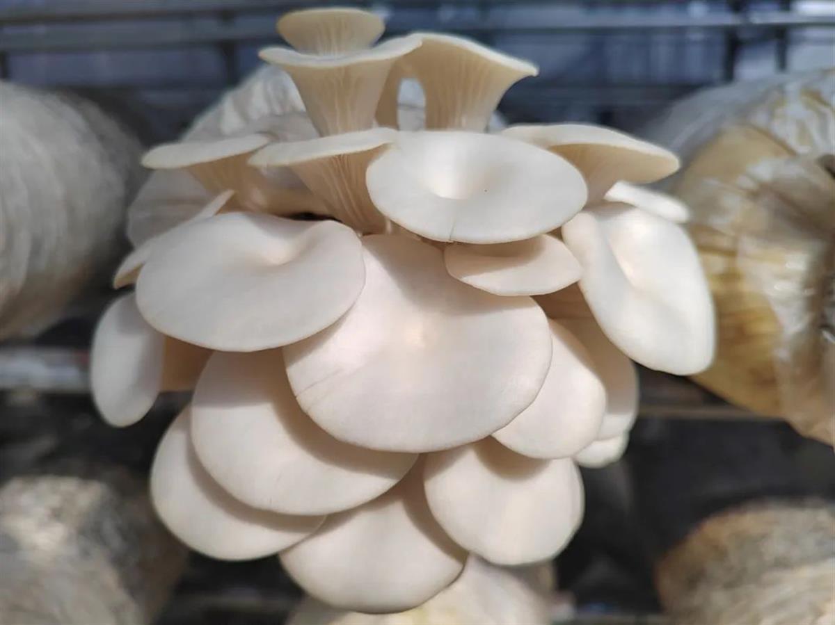 白色菇类大全 平菇图片