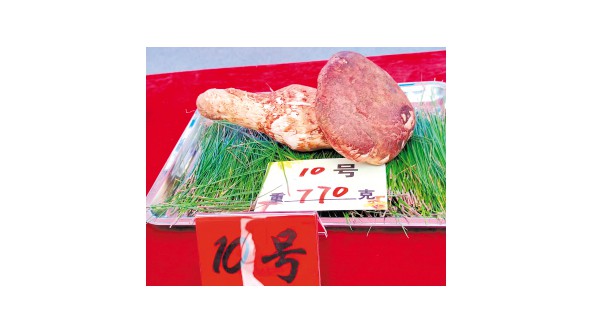 云南省南华县：选出10种“野生菌王” 770克松茸拍出6万元