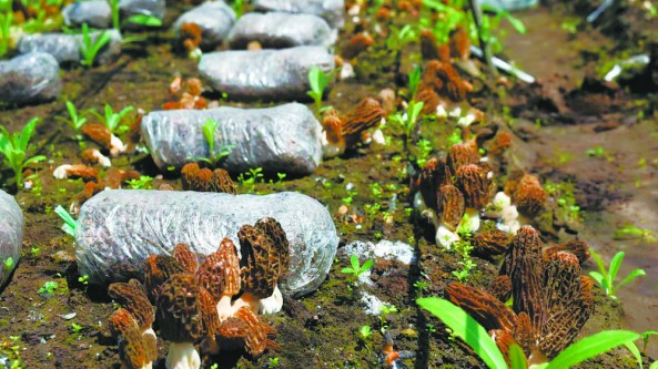 青海省互助县北山林场种植成功仿野生半露天羊肚菌