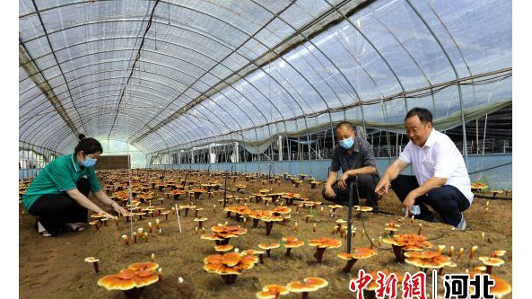 河北平泉：強化技術創新 讓珍稀菌類“落地生根”