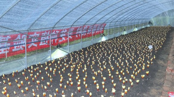 黑龍江訥河市雙泉村馬龍云：返鄉創業種植靈芝 帶領村民增收致富