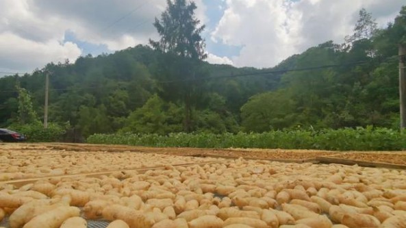 四川萬源：生態(tài)與產(chǎn)業(yè)同頻共振 5000畝仿野生天麻開始采挖