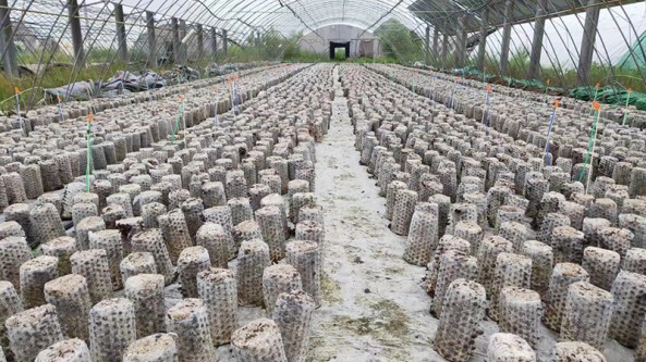 黑龍江省青岡縣青岡鎮：積極發展食用菌等特色產業 促進農民增收