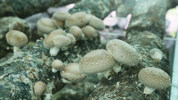 山西省長(zhǎng)治市屯留區(qū)：黨建引領(lǐng)促發(fā)展 香菇產(chǎn)業(yè)助增收