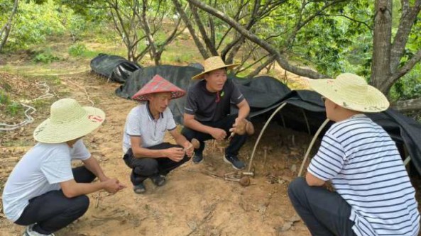 浙江庆元首批林下黑皮鸡枞破土出菇 打造林下综合种养千亩产业园