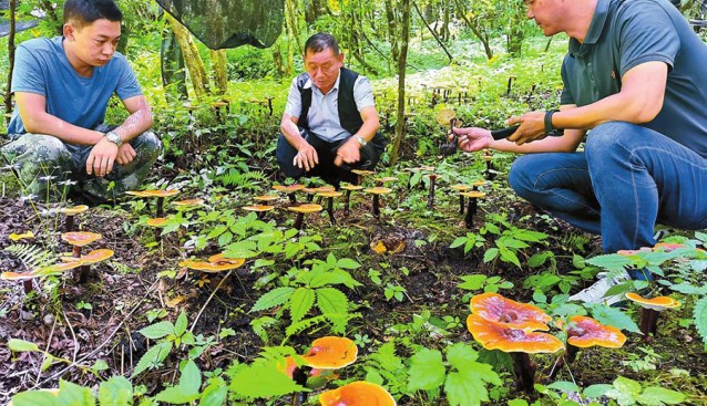 云南独龙江乡：小灵芝绽开致富花 拓宽致富门路