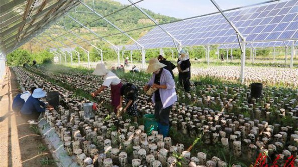 甘肃省华池县“菌光互补”创出农业增效新路子 利用光伏板下闲置土地培育木耳喜获成功