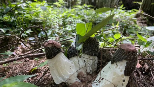 贵州印江缠溪镇：“穿裙子”的食用菌激活林下经济