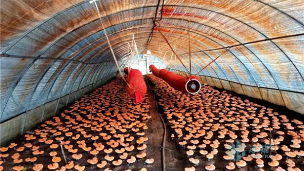 科技成果轉化助農增收 黑龍江省哈爾濱市農科院赤靈芝新品種豐收在望