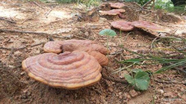 赤靈芝“反哺”山東泰山 喜獲成功