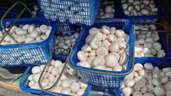 山西省汾西县：第一批双孢菇成功出菇 增加村集体经济收入10万余元