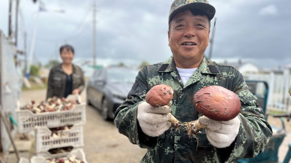 黑龙江省同江市八岔赫哲族乡：大球盖菇喜获丰收 走出“村集体+企业+农户”形势新路子