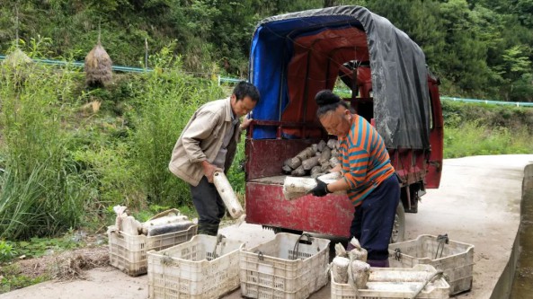 贵州省台江县排羊乡：种植灰树花助力农户实现增收