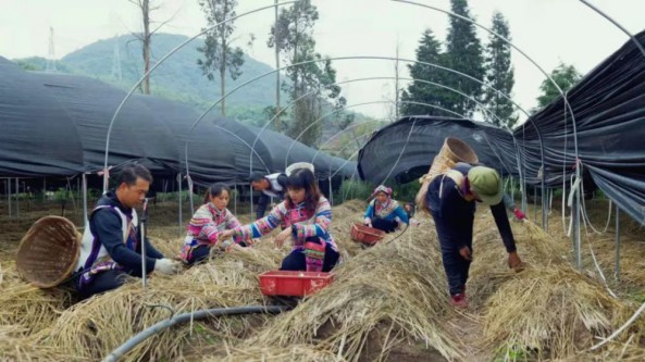 云南武定縣：保障后期出菇質量 “歸雁”帶頭富鄉鄰