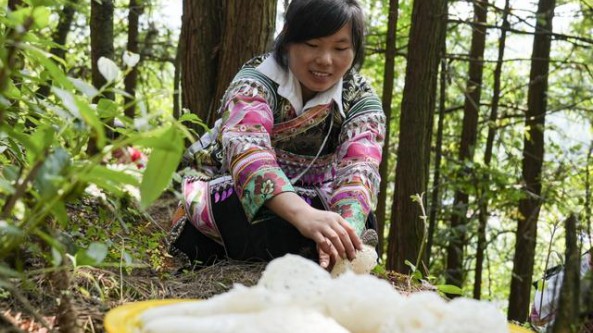 贵州纳雍：进一步扩大种植规模 林下竹荪采摘忙