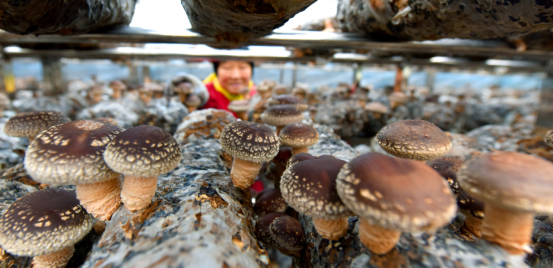 金秋十月 第五届全国（嵩县）香菇产业创新发展大会暨产业助力乡村振兴战略研讨会将在河南省嵩县召开