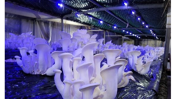 韓國全羅北道長水郡第一批平菇大獲豐收