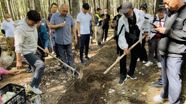 北京市食用菌創新團隊和北京綜合試驗站在延慶區舉辦大球蓋菇和平菇現場觀摩及技術交流