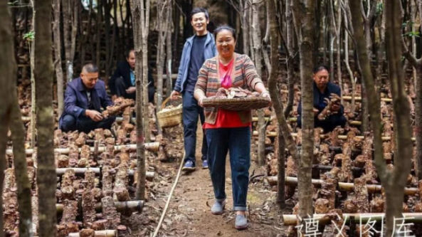 贵州：遵义市新蒲新区马桑菌进入丰收季