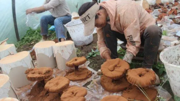 云南：保山市灵芝种植基地大丰收