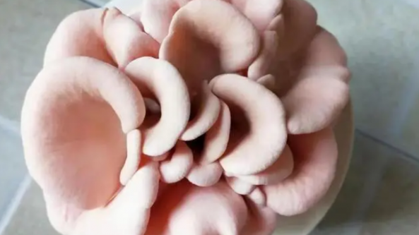 杭州：“探索菌菇世界奧秘”走進小學課堂