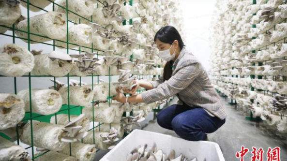 新疆：托克逊县工厂化平菇种植基地大丰收