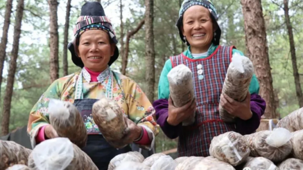 贵州：丹寨县香菇菌棒齐上架 当地群众增收有保障