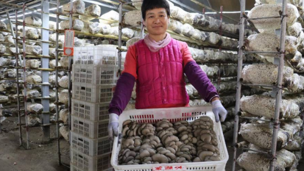 山东：滨州市平菇种植基地大丰收