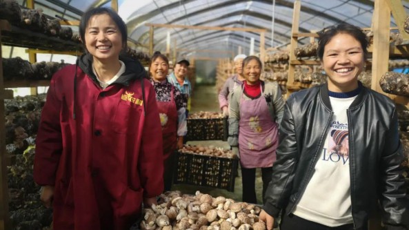 贵州：安顺市平坝区香菇基地喜获丰收
