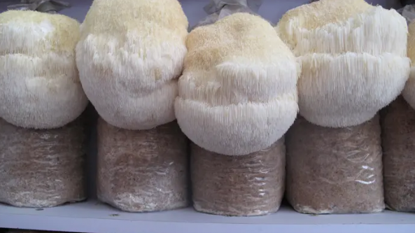 黑龙江：海林市猴头菇种植基地喜获丰收