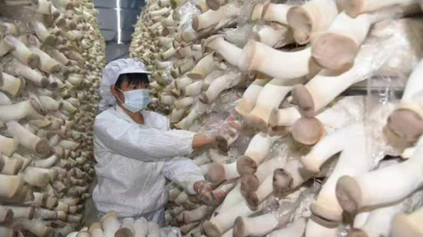 河南：孟州市杏鲍菇种植基地迎来大丰收