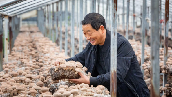 河南：舞阳县发展香菇种植产业 产品远销国外
