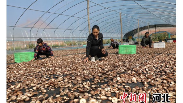 河北：平泉食用菌产业带动12万人就业
