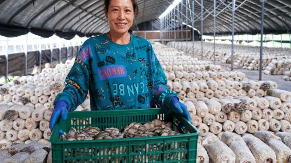 陕西西安：阎良区家庭农场靠平菇种植 走上致富路