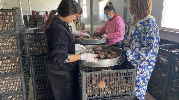 河南鲁山：香菇产业兴旺 全面引领乡村振兴