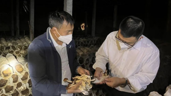 新疆：呼圖壁縣茶樹菇 喜迎豐收