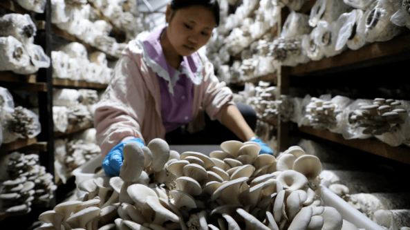 贵州：姬菇产业 敲开“致富门”