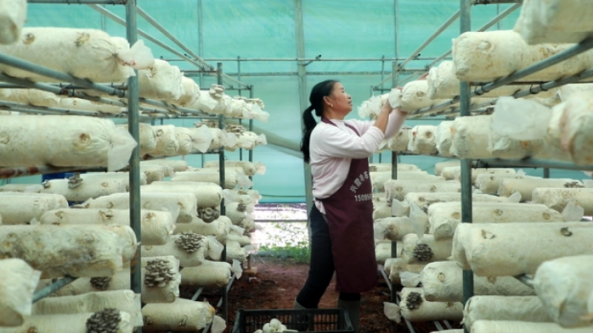贵州黎平县：食用菌产业园平菇 喜获丰收