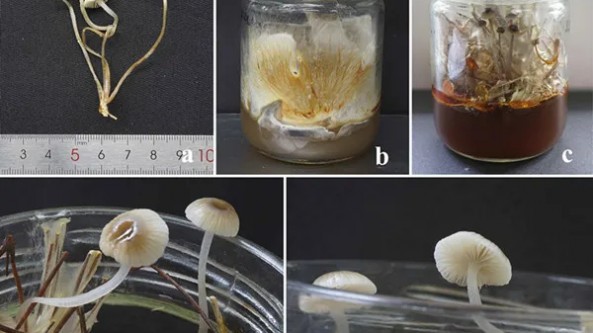 湖南：发现小菇新种 可提高天麻种子萌发率
