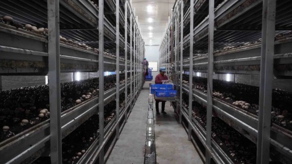 河南：葉縣總投資2億元仿生態食用菌項目加快建設