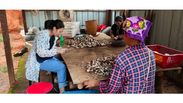 云南：上海松江基金会扶持西双版纳发展大球盖菇种植见成效