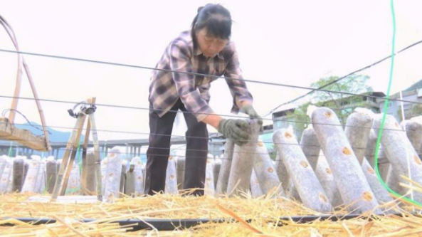 福建：尤溪县6500万棒黑木耳陆续下地生产