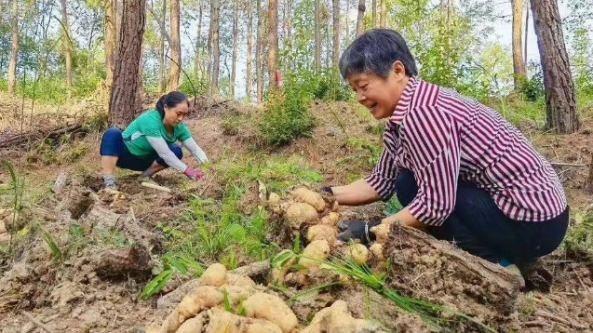 四川：达州市天麻丰收 村民笑开颜