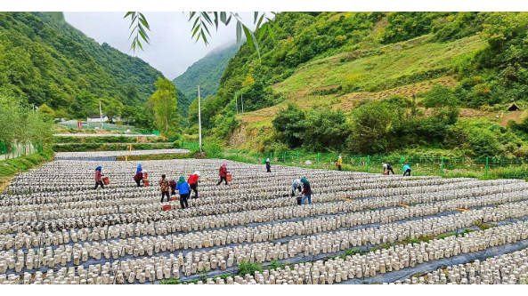 甘肃：宕昌县将黑木耳种植作为当地农民增收的重要产业