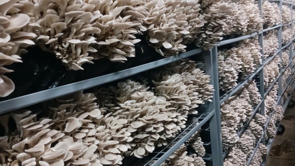 美國：加州圣克魯斯縣兩兄弟發(fā)展食用菌種植產(chǎn)業(yè) 走上致富路