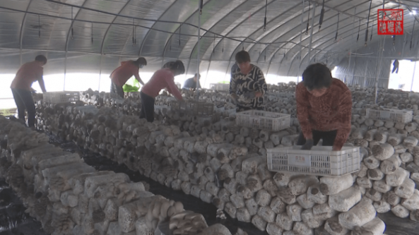河南：上蔡縣平菇迎來采摘季