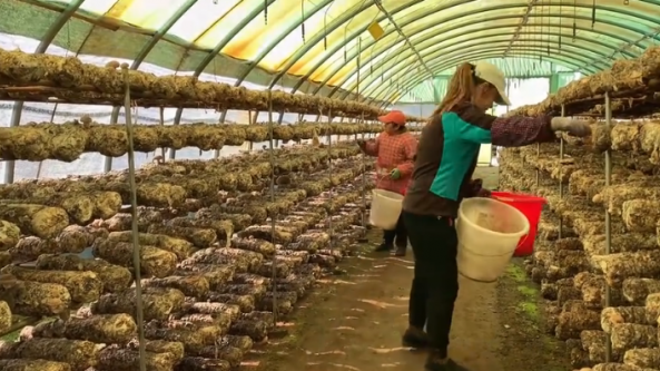 辽宁：开原市香菇产业发展向好 市场需求逐年增加