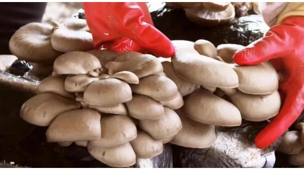 甘肃：康乐县平菇产业兴旺发展