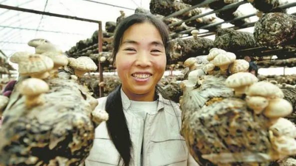 湖北：板桥镇香菇产业帮助当地居民脱贫致富