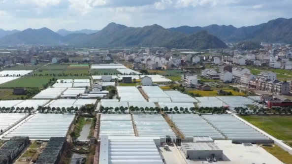 浙江：溫嶺市雙孢菇食用菌基地改造升級后 實現菌菇生產周年化